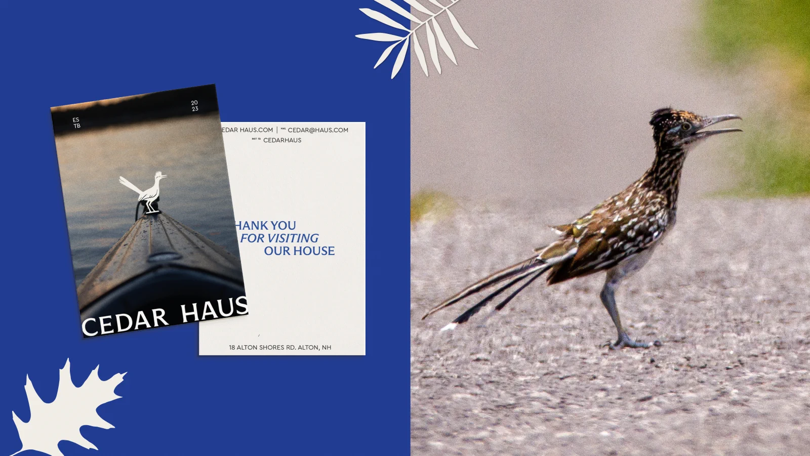 Brand overview composition on blue with roadrunner