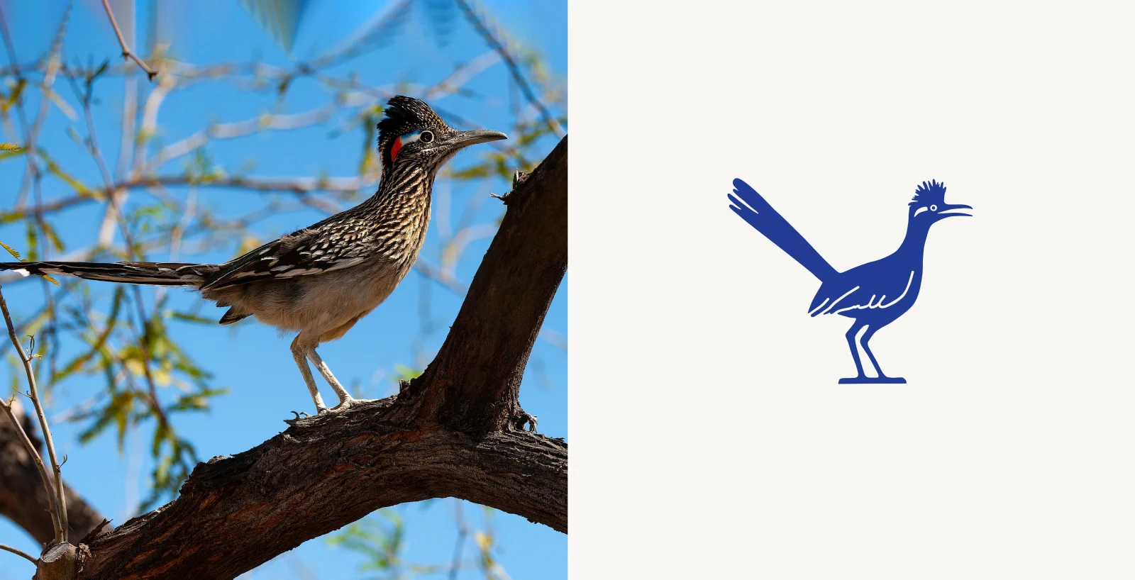Roadrunner photo alongside illustrated Cedar Haus brand mark
